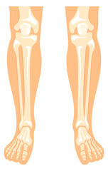 Human legs anatomy. Bone structure medical illustration