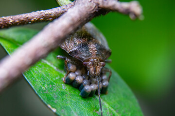 Bedbug and its eggs Antiteuchus tripterus