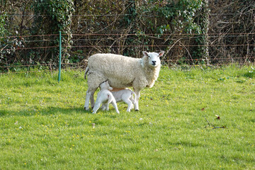 New Born Lambs Feeding From A Ewe.