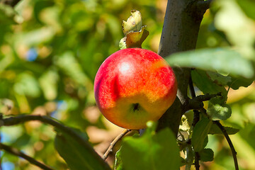 Ripe red apple on an apple tree branch close-up.