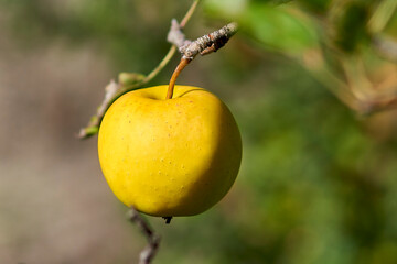Apple golden on a branch of an apple tree close-up.