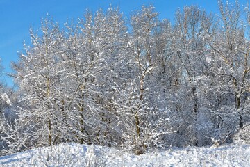 Winter forest landscape on a frosty sunny day.
