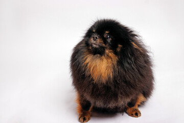 Black Pomeranian dog in studio on white background.