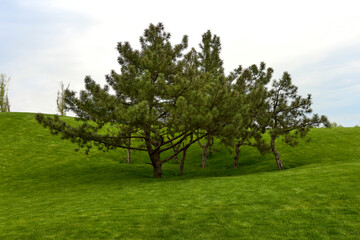 Fototapeta na wymiar Young pine trees on a golf course with green grass.