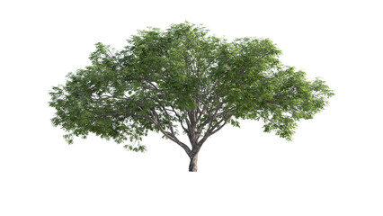 Obraz premium Tree on transparent background, Tree isolate die cut png file, Tree dicut