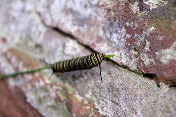 Oruga de una mariposa monarca