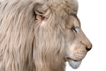 White lion portrait, isolated close-up