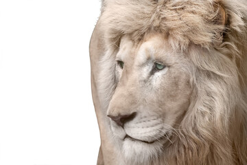 White lion portrait, isolated close-up
