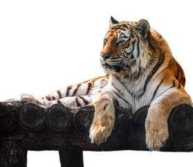 Tiger on wooden deck