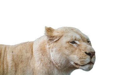 Fototapeta na wymiar White lion female lionesses, dark green background