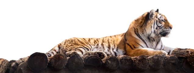 Tiger lying down on wooden deck
