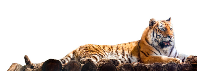 Siberian or Amur tiger lying down on wooden deck