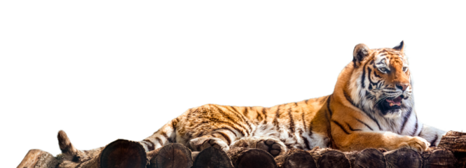 Siberian or Amur tiger lying down on wooden deck