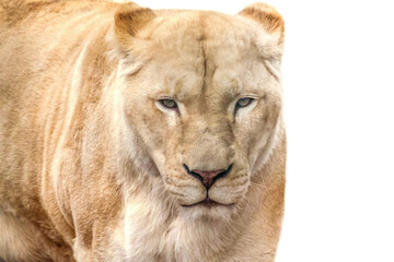 Fototapeta na wymiar White lion female lionesses, isolated