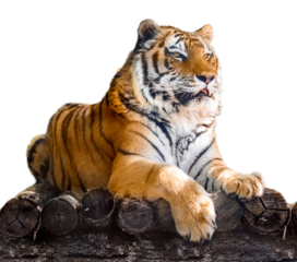 Amur tiger lying down on wooden deck, isolated