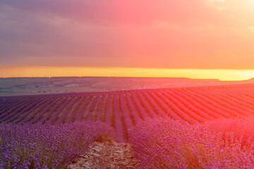 Sun is setting over a beautiful purple lavender filed.