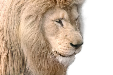 White lion portrait, isolated close-up