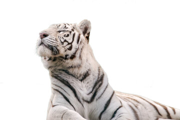White tiger with black stripes, isolated portrait