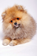 Pomeranian puppy on a white background. studio shot