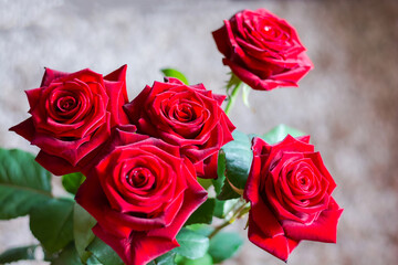 Red roses, bokeh