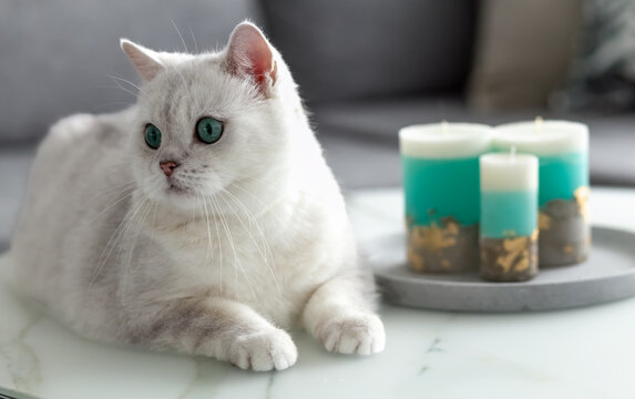 White British cat in the room on the table. Decorative candles. Photo
