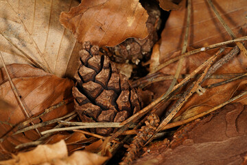 Autumn background with pine cones, pine needles and brown beech leaves on the forest floor