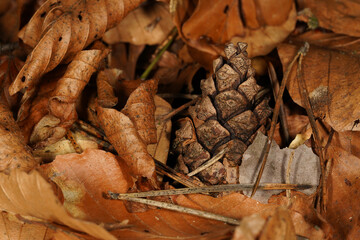 Background with brown leaves, pine cones and pine needles on the forest floor in autumn
