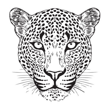 Leopard face hand drawn sketch Vector illustration Wild cat
