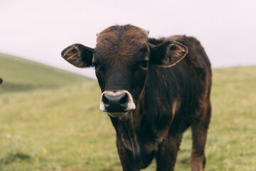Close-up of cow in pasture in Central Asia