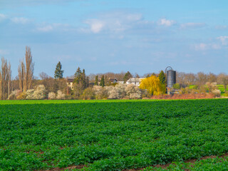 Spring rural picturesque scenery with a field with trees. Field with spring growth of oilseed rape, blooming trees with village and farm in the background, early evening blue sky.