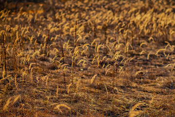 Yellow dry wheat grain weeds next to water in summer evening