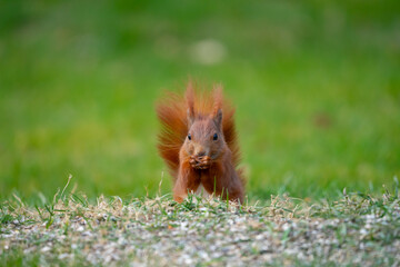 Red Squirrel having breakfast in a Meadowhall