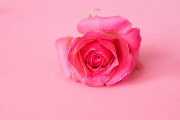 Fototapeta na wymiar Pink rose isolated on pink background