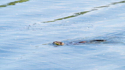 Muskrat, Ondatra zibethicuseats swiming at the surface of the lake water.
