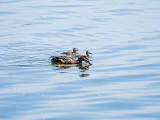 A family of ducks, a duck and its little ducklings are swimming in the water. The duck takes care of its newborn ducklings. Mallard, lat. Anas platyrhynchos