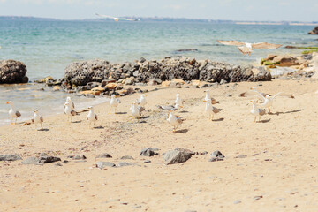 Group of several seagulls walking along the coastline of sandy beach on the Black Sea coast. Beautiful rocky seascape with waves splashing on the shore