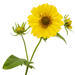 Yellow flowers of coreopsis (Coreopsis lanceolata), isolated on white background