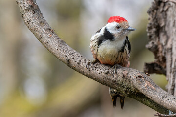Mittelspecht, Specht, vogel, natur, baum, 