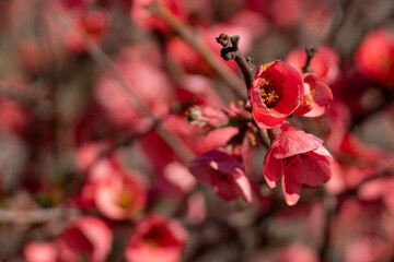 Captivating Macro Shot of Red-Pink Flowers with Soft Blurred Background