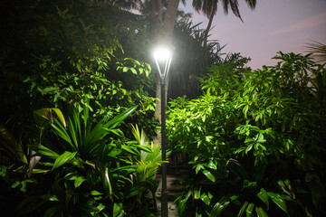 dark green tropical plants at night