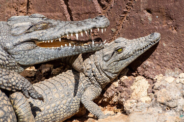 Two young crocodiles at a zoo near Johannesburg