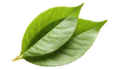 Two green leaves cut out