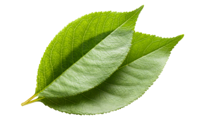 Two green leaves cut out