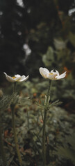 dew drops on white flowers