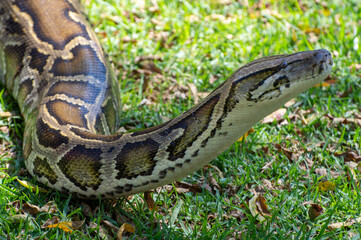 Albino Burmese Python slithering on the grass at an animal park