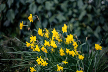 yellow flowers in the grass