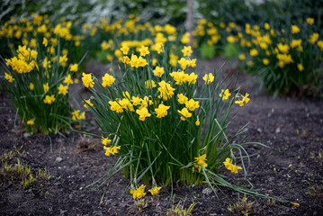 yellow flowers on the ground