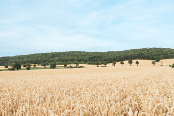 Cereal field of wheat or rye. Harvesting. Dry grain harvest before harvest. fit quality.