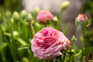  A blooming pink ranunculus with several unopened buds in the background