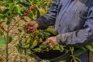 Cosecha de café colombiano / Colombian Farm Coffee